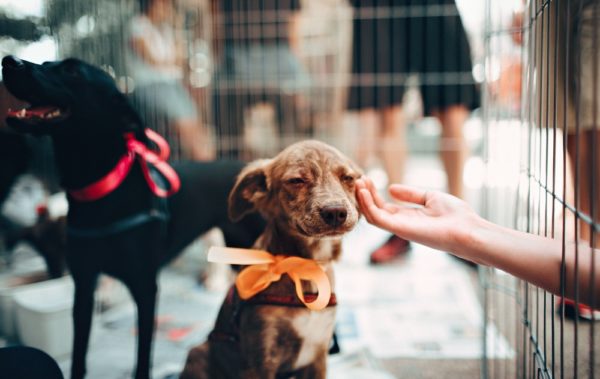Hand petting a brown puppy with an orange bow.