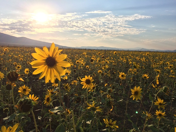 Sunflowers in a field with mountains, sky, and the sun in the background.